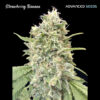 Strawberry Banana fem. Advanced Seeds