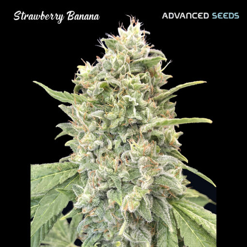 Strawberry Banana fem. Advanced Seeds
