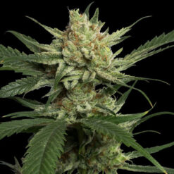 Strawberry Banana fem. DNA Genetics