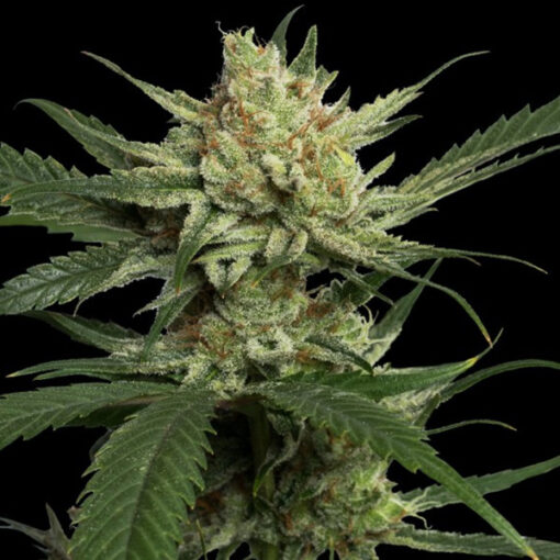 Strawberry Banana fem. DNA Genetics