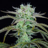 Strawberry Banana Auto fem. FastBuds Seeds