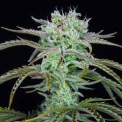 Strawberry Banana Auto fem. FastBuds Seeds