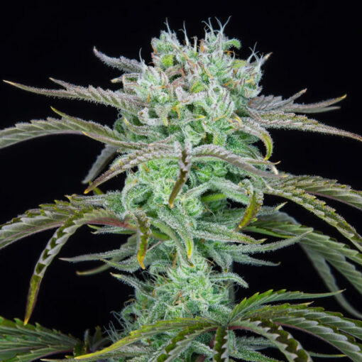Strawberry Banana Auto fem. FastBuds Seeds