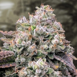 Strawberry Banana Fast High Speed Buds