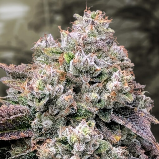 Strawberry Banana Fast High Speed Buds