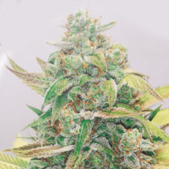 Strawberry Cake CBD fem. Medical Seeds
