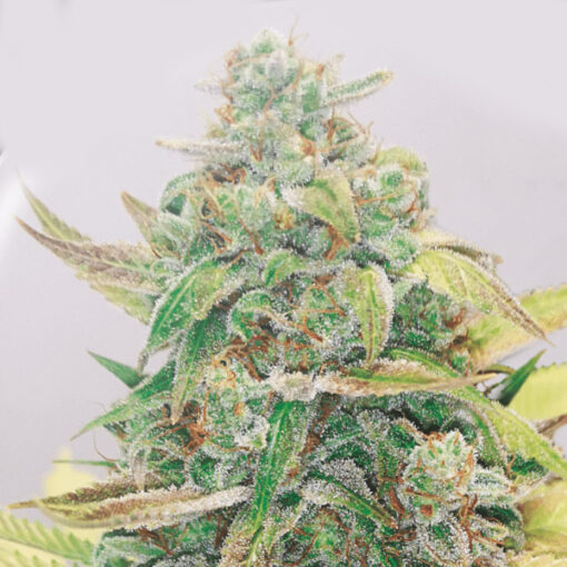 Strawberry Cake CBD fem. Medical Seeds