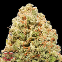 Strawberry Cheesecake fem. Heavyweight Seeds