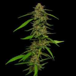Strawberry Cheesecake 5 u. fem Humbold Seeds Company