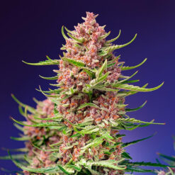 Strawberry Cola Sherbet F1 Fast Version fem. Sweet Seeds