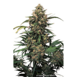 Strawberry Cough fem. Dutch Passion