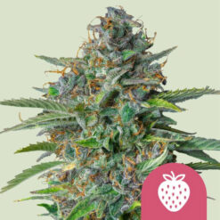 Strawberry Cough fem. Royal Queen