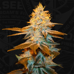 Strawberry Glue fem. T.H. Seeds