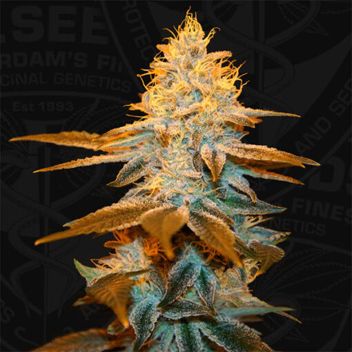 Strawberry Glue fem. T.H. Seeds