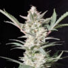 Strawberry Gorilla Auto fem. FastBuds Seeds
