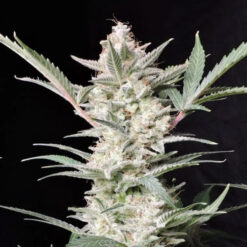 Strawberry Gorilla Auto fem. FastBuds Seeds