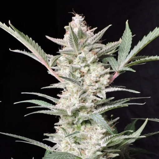 Strawberry Gorilla Auto fem. FastBuds Seeds