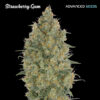 Strawberry Gum fem. Advanced Seeds