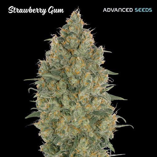 Strawberry Gum fem. Advanced Seeds