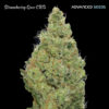 Strawberry Gum CBD fem. Advanced Seeds