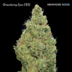Strawberry Gum CBD fem. Advanced Seeds