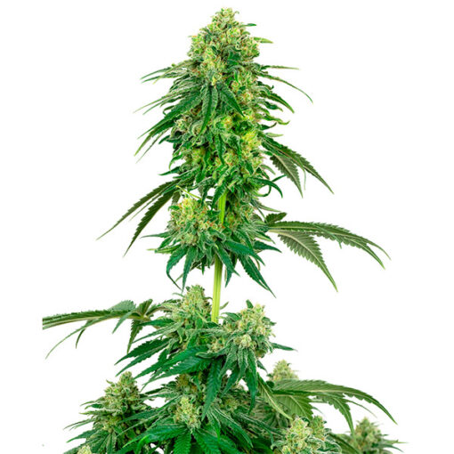 Strawberry Kush fem. White Label