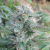 Strawberry OG 6 u. fem. The Cali Connection