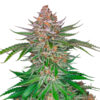 Strawberry Pie Auto fem. FastBuds Seeds