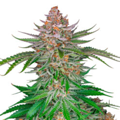 Strawberry Pie Auto fem. FastBuds Seeds