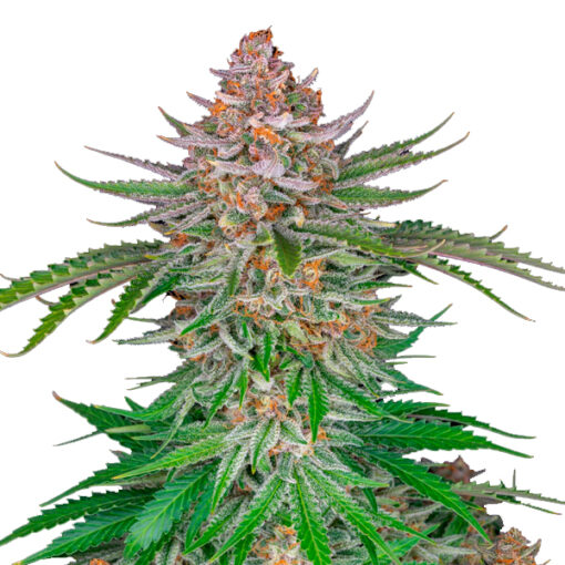 Strawberry Pie Auto fem. FastBuds Seeds