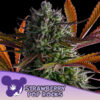 Strawberry Pop Rocks  3 u. fem Anesia