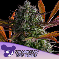 Strawberry Pop Rocks  3 u. fem Anesia