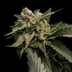 Strawberry Sorbet fem. DNA Genetics