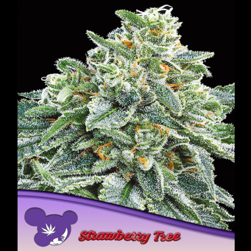 Strawberry Tree fem. Anesia