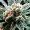 Sublimator fem. R-Kiem Seeds
