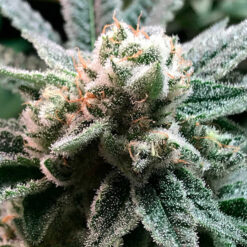 Sublimator fem. R-Kiem Seeds