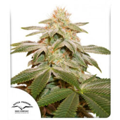 Sugar Bomb Punch fem. Dutch Passion