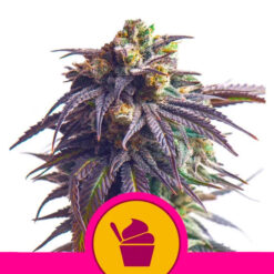 Sundae Driver fem. Royal Queen