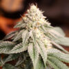 Sunset Bride fem. Humboldt Seed Organization