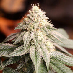 Sunset Bride fem. Humboldt Seed Organization