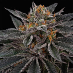 Sunset Cherries 6 u. fem Perfect Tree