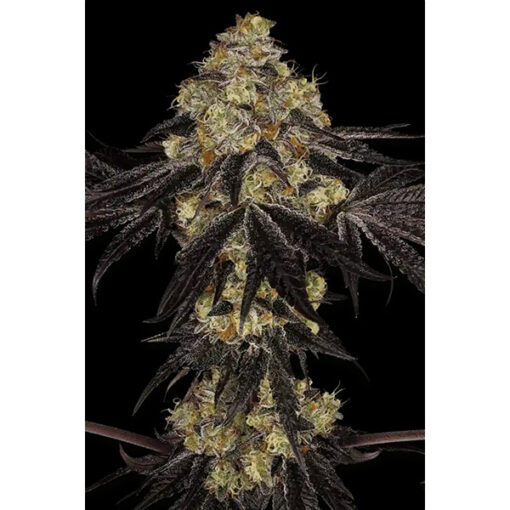 Sunset Paradise fem. Paradise Seeds