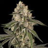 Sunset Peach  3 u.  fem. Sensi Seeds