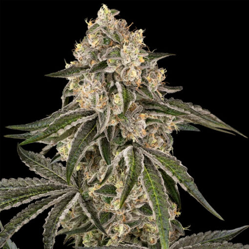 Sunset Peach  3 u.  fem. Sensi Seeds