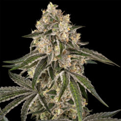 Sunset Peach  5 u.  fem. Sensi Seeds