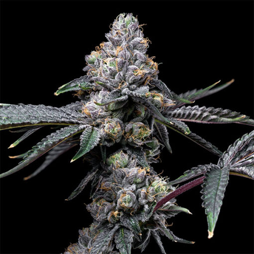 Sunset Sherb X Hollywood 6 u. fem Cookies Seed Bank