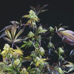 Sunset Sherbet fem. Pyramid Seeds