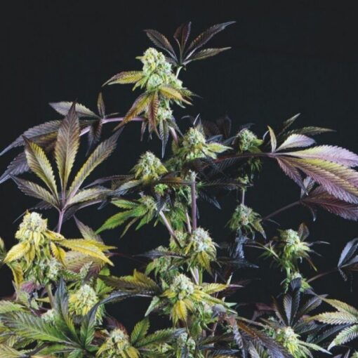 Sunset Sherbet fem. Pyramid Seeds