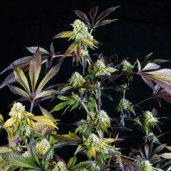 Sunset Sherbet 3 u. fem. Pyramid Seeds