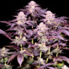 Super Boof 10 u. fem Sacred Terps
